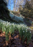 Kilbryde-Castle-snowdrops_IMG_2844_