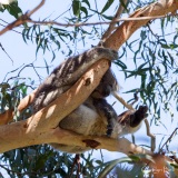 Koala near the Great Ocean Road, Australia