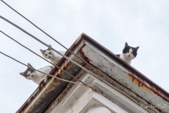 Roof top cats in Kamambaka, Greece