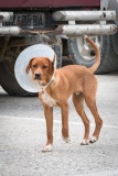 Dog with vet collar, Karpathos, Greece