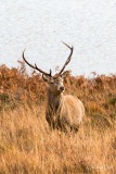 Red deer in Glen Cannich, Scotland