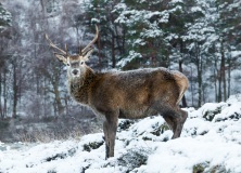 Red deer in Glen Affric, Scotland