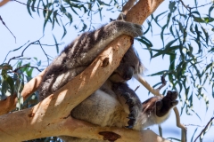 Koala near the Great Ocean Road, Australia
