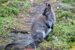 Wallaby at Lake Dobson, Tasmania