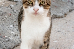 Street cat in Diafani, Karpathos, Greece