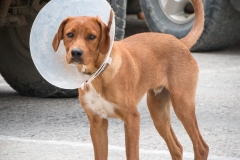Dog with vet collar, Karpathos, Greece
