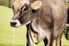 Milk cow in the Val di Funes, Dolomites, Italy