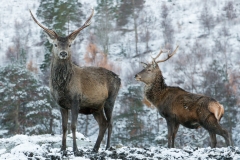 Red deer in Glen Affric, Scotland