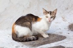Street cat in Mykonos, Greece