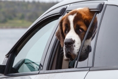 St Bernard dog in car, Nova Scotia, Canada