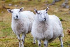Sheep on Raasay, Scotland
