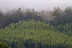Forest at Maydena