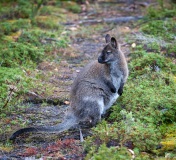 Wallaby at Lake Dobson