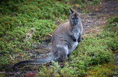 Wallaby at Lake Dobson