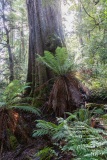 Styx Forest, Tasmania