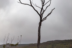 Tree skeleton by Lake Dobson