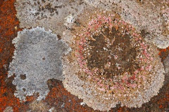Vivid lichen on rocks, Lake Dobson