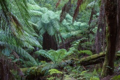 Styx Forest, Tasmania