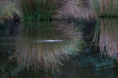 Swimming duck-billed platypus