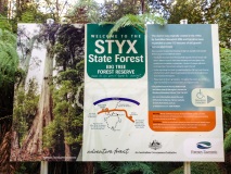 Styx-forest16_IMG_0900iPhone4S
