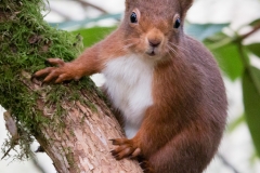 Red squirrel in its winter coat