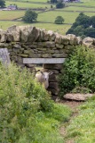 1_Yorkshire-Dales-6-of-40