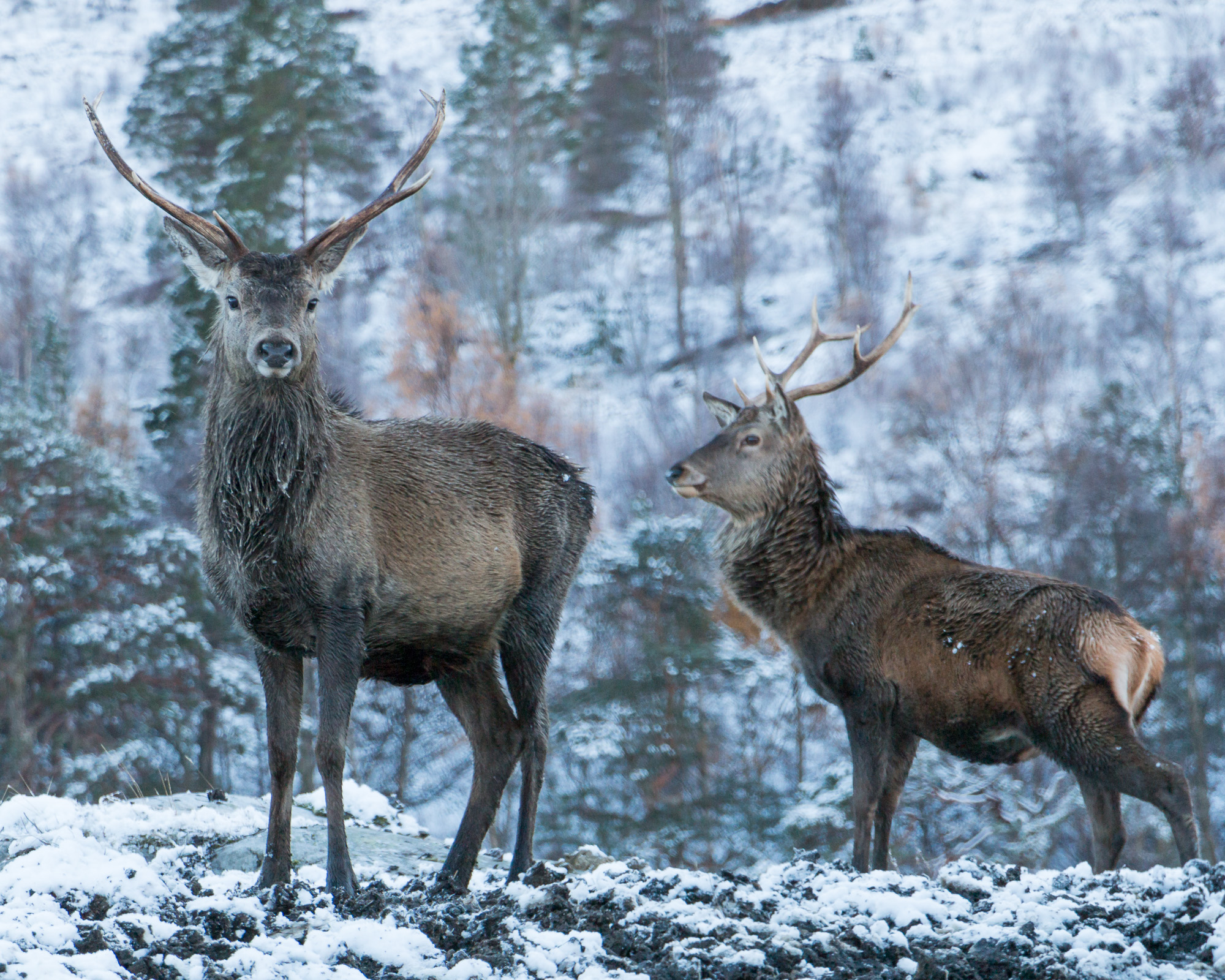 Deer in Glen Affirc, Scotland