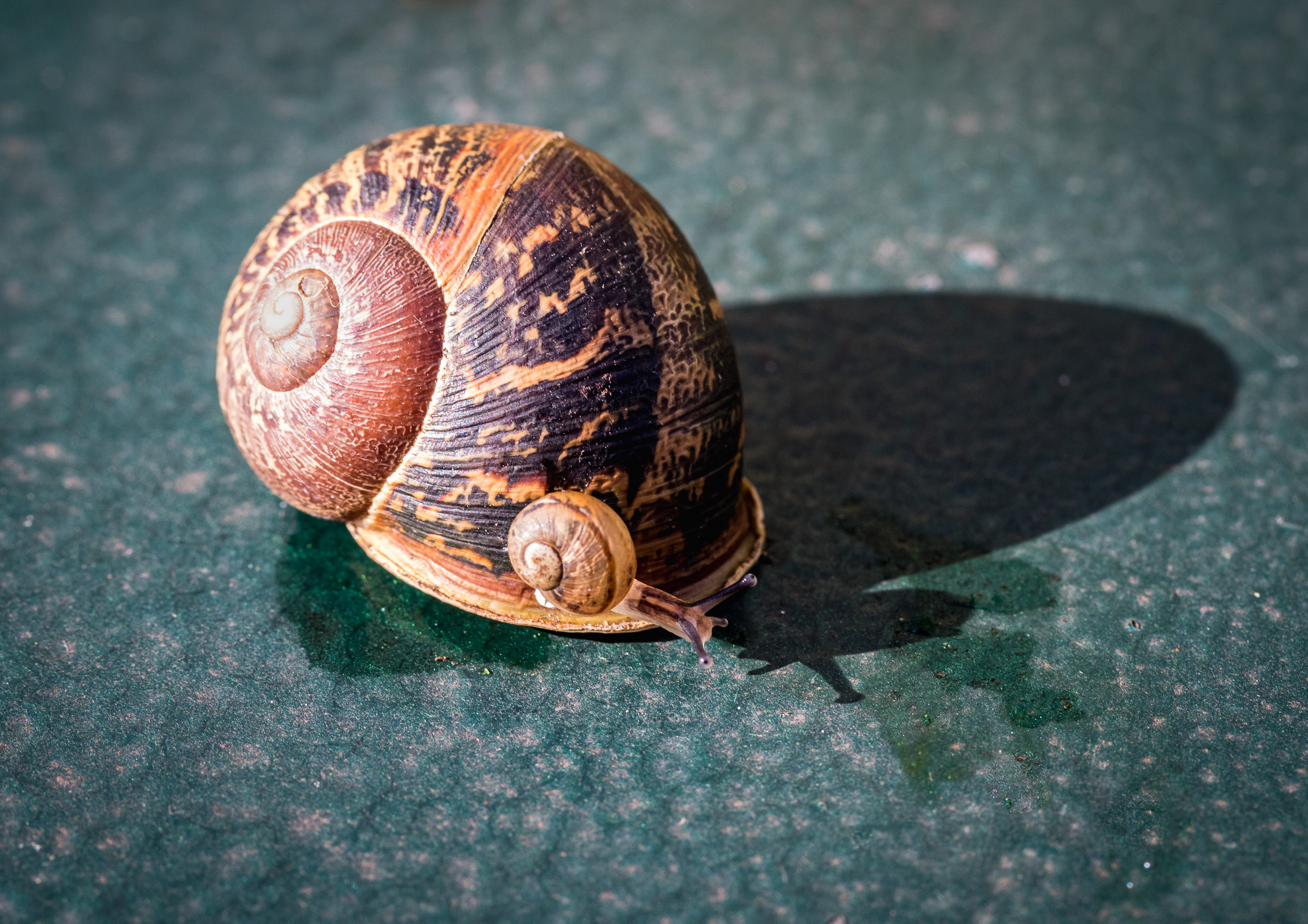 A snail on a snail ...