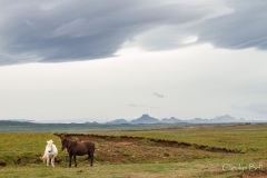 Icelandic horses on the road to Gullfoss, Iceland
