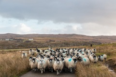 Sheep on the road, Ardnamurchan, Scotland