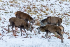 A quarrelsome quartet of red deer, Assynt, Scotland