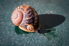 A snail on a snail ...