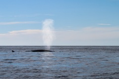Spouting sperm whale, Cape Breton Island, Canada