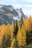 Autumn Trees on the Tre Cime panoramic road