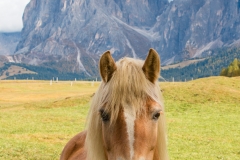 A horse on the Alpe di Suisi