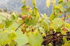 A grape vine near Tiso, Val di Funes