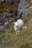 Sheep by Kyle of Durness