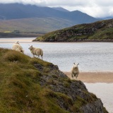 Sheep by Kyle of Durness