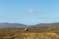 Heather and rock near Durness