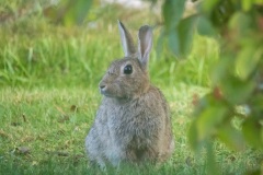 One of the many rabbits in Durness